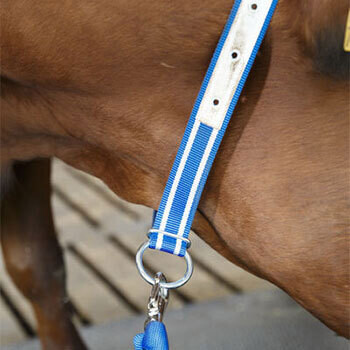 DeLaval Halsband für Kälber