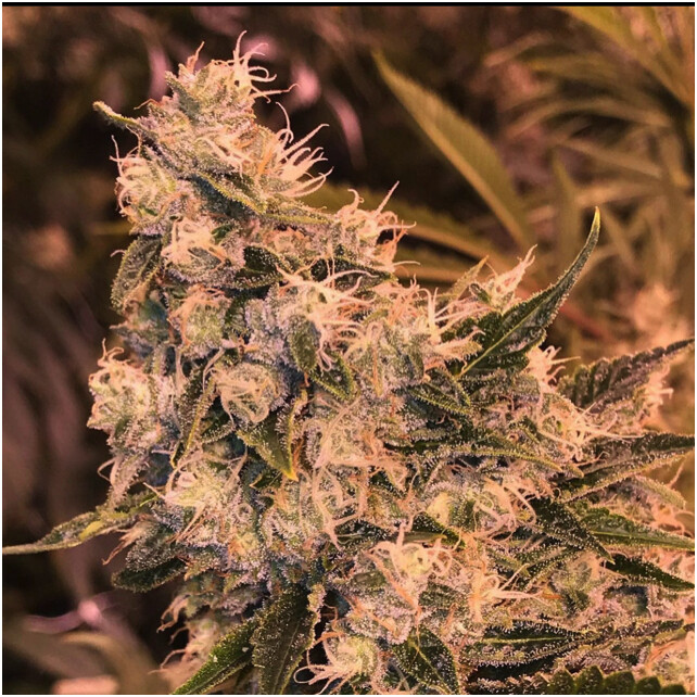 Blueberry Diesel