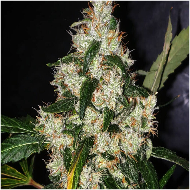 Sour Diesel Royale