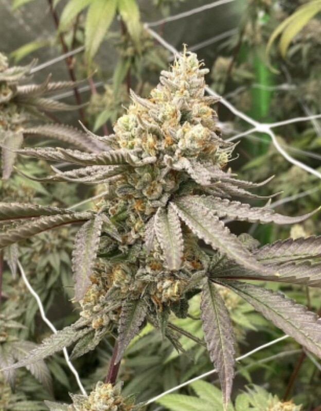 Ricky’s Bro’s Chemdog Kush
