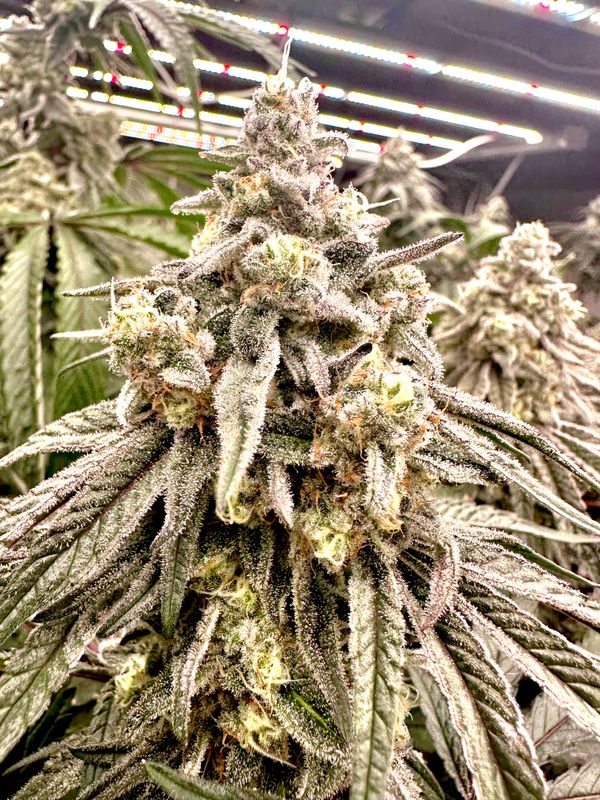Sour Junky