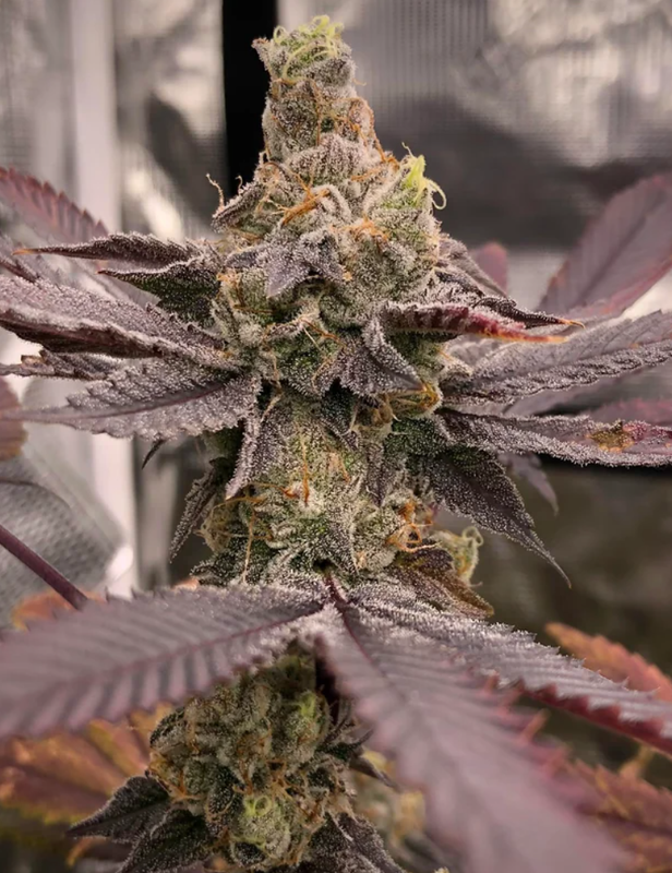 Ricky’s Brother’s Sour Diesel Kush