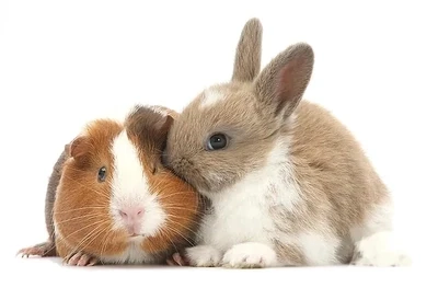 Rabbit, Guinea Pigs &amp; Hamster