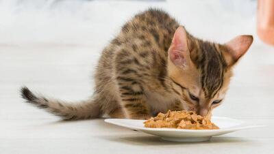 Wet Cat Food