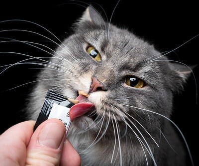 Cat Treats