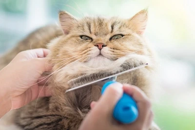 Cat Grooming &amp; Supplements