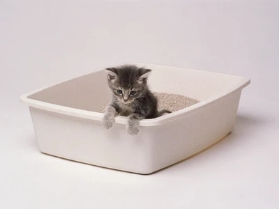 Cat Litter