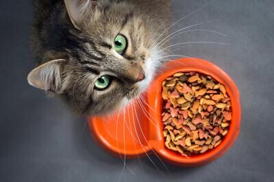 Dry Cat Food
