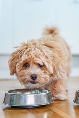 Dog Food