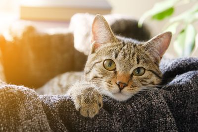 Cat Products