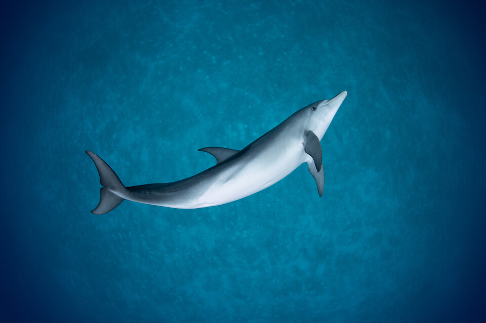 Wild Ocean Science Steward Sponsor