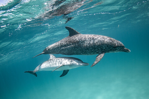 Wild Ocean Science Fused Sponsor