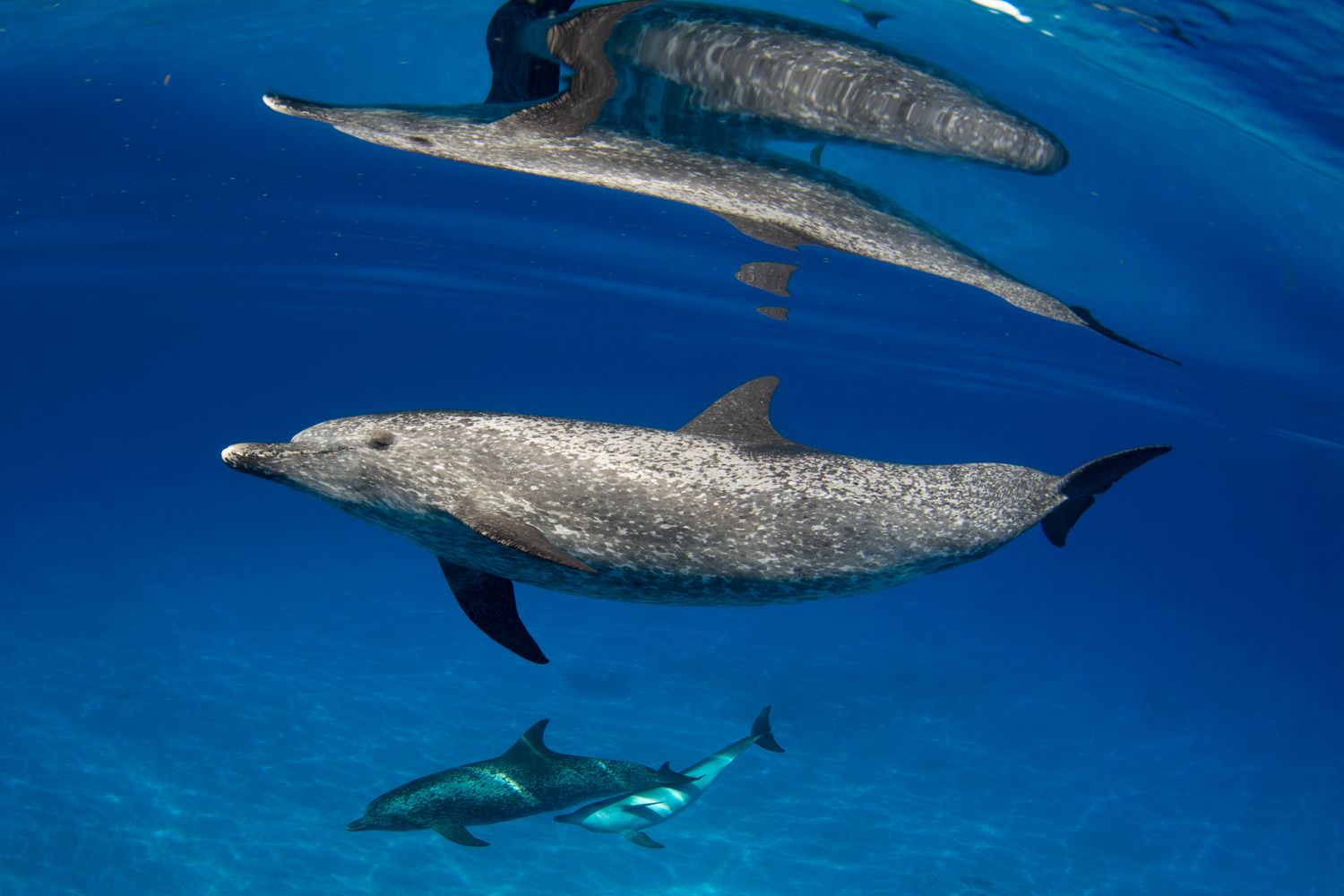 Wild Ocean Science Ambassador Sponsor