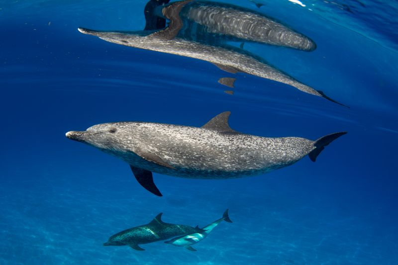 Wild Ocean Science Ambassador Sponsor