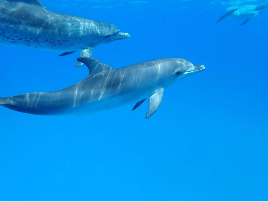 Wild Ocean Science Mottled Sponsor