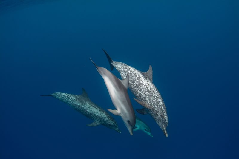 Wild Ocean Science Generation Sponsor