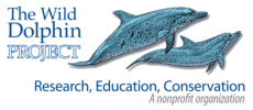 Wild Dolphin Project