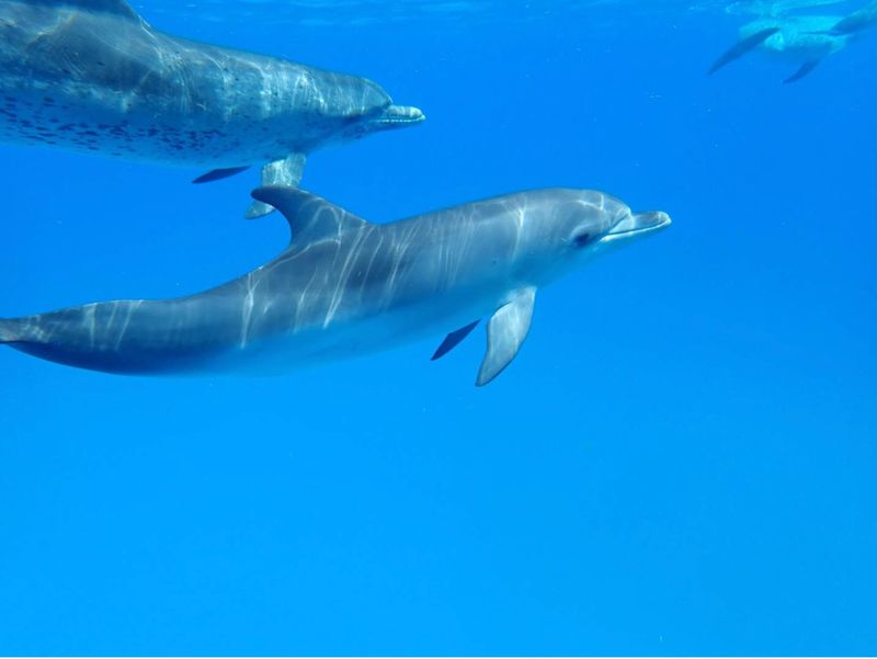 Wild Ocean Science Mottled Sponsor