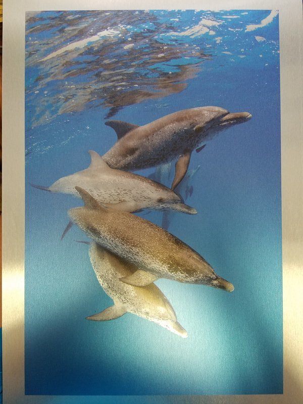 Metal Dolphin Print - 4th Generation