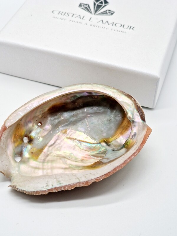 Abalone Muschel