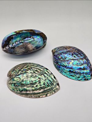 Muscheln