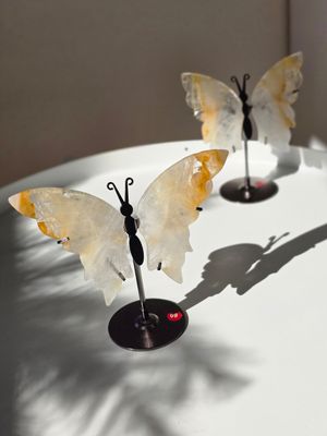 GOLDEN HEALER Schmetterling
