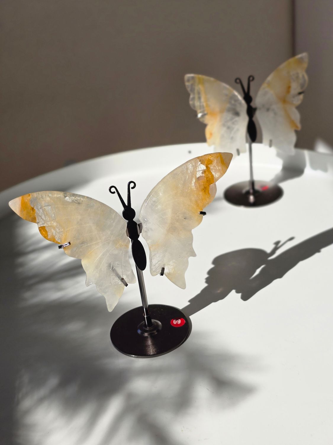 GOLDEN HEALER Schmetterling