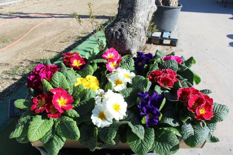 PACK 12 PRIMULAS M12