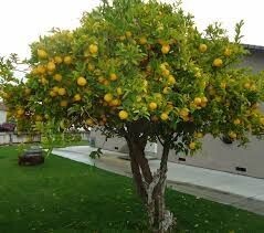 FRUTALES