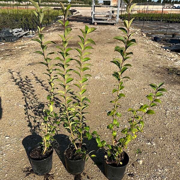 PACK 100 ALIGUSTRES JAPONICA