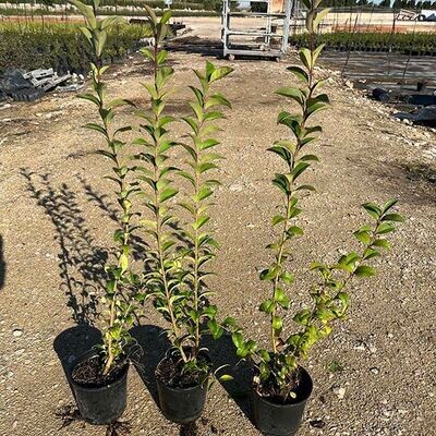PACK 100 ALIGUSTRES JAPONICA