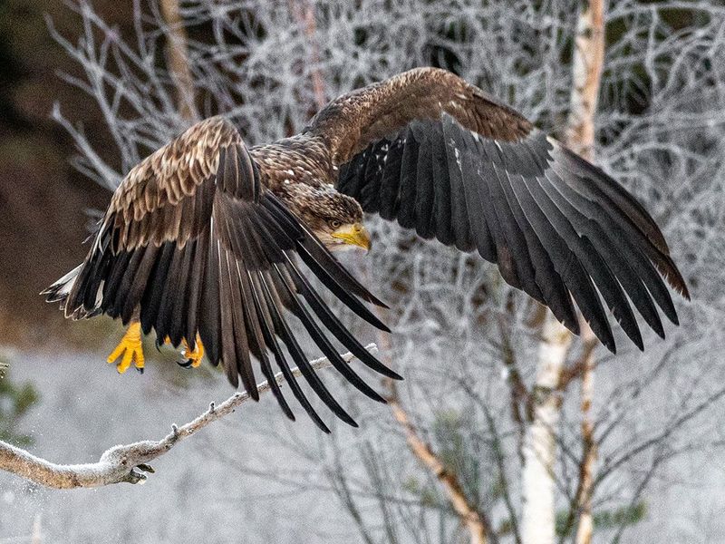 Take-off
