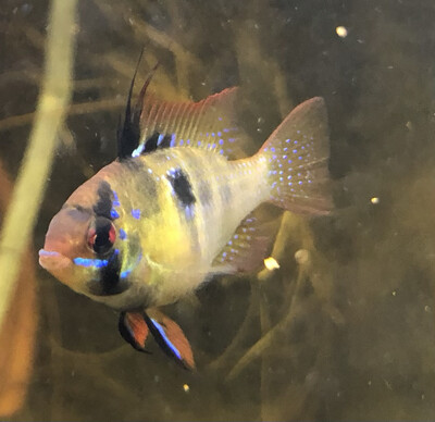 Fische
