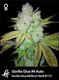 Gorilla Glue #4 (Feminized Autoflower Seeds)