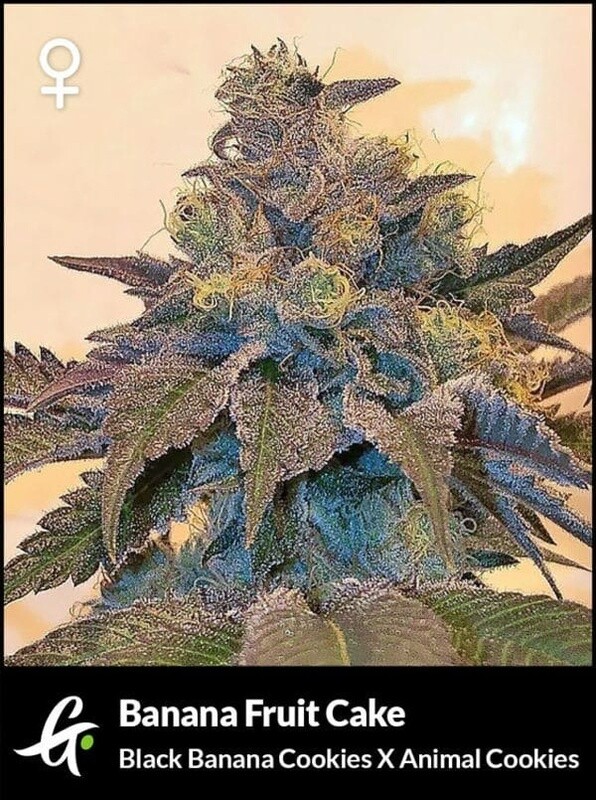 Banana Fruit Cake (Feminized Photoperiod Seeds)