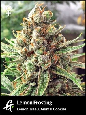 Lemon Frosting (Feminized Photoperiod Seeds)