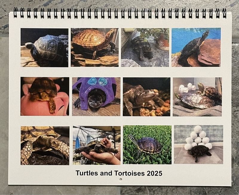 2025 Turtles And Tortoises Calendar