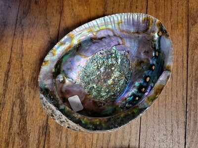 Abalone Shell