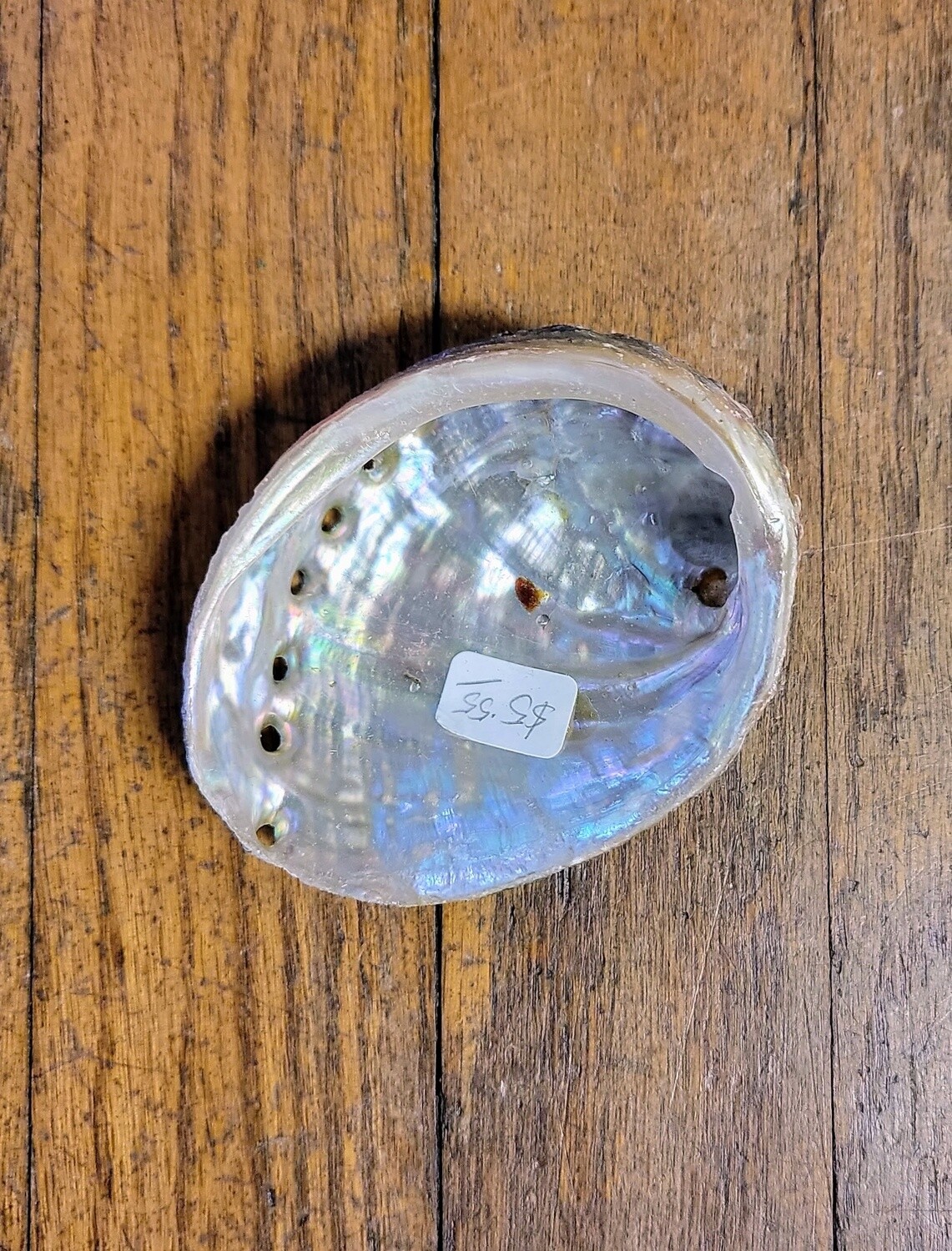 Abalone Shell