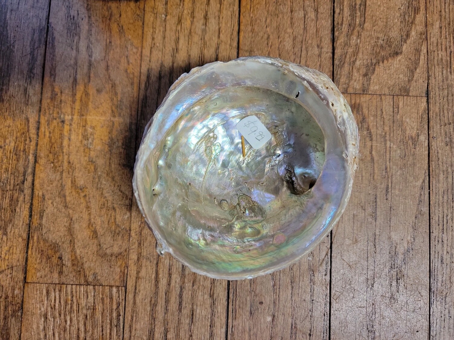 Abalone Shell