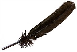 Turkey Feather