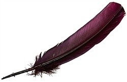 Turkey Feather