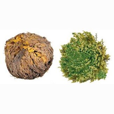 Rose of Jericho /oz