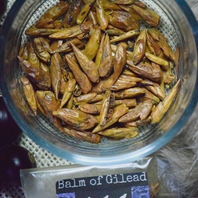 Balm of Gilead