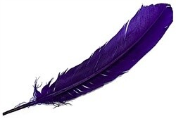 Turkey Feather
