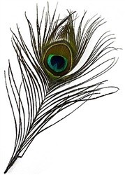 Turkey Feather