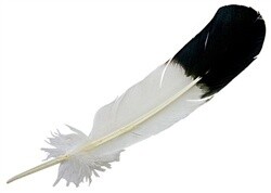 Turkey Feather