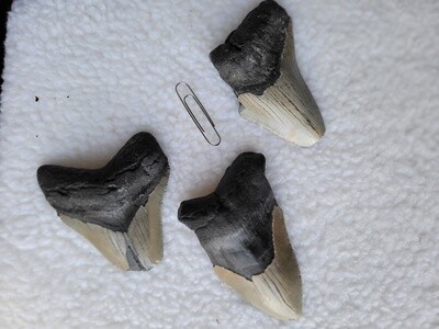 Megladon Tooth