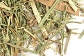 Horsetail (Shavegrass)