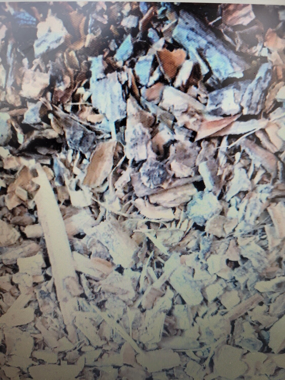 cramp bark